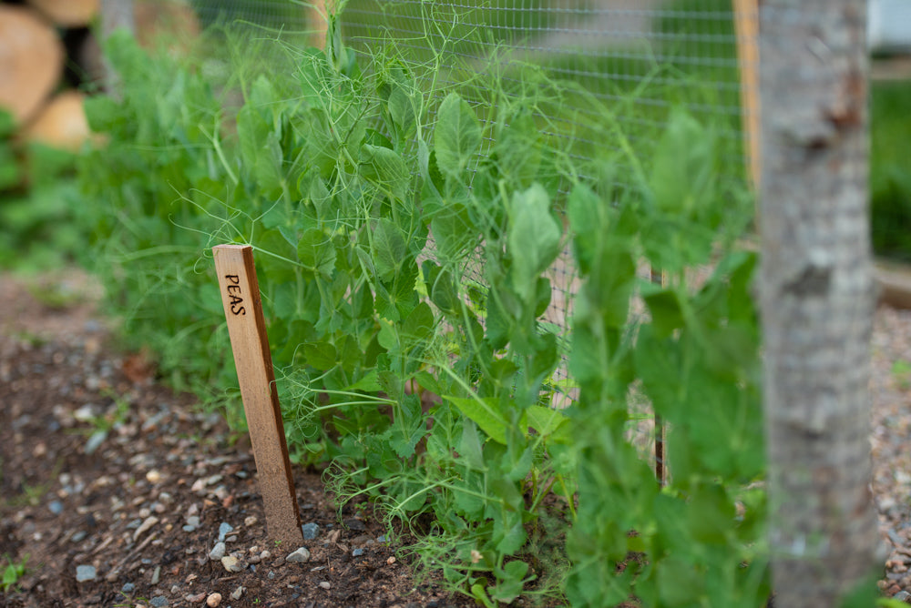 Simple Cedar Garden Stakes