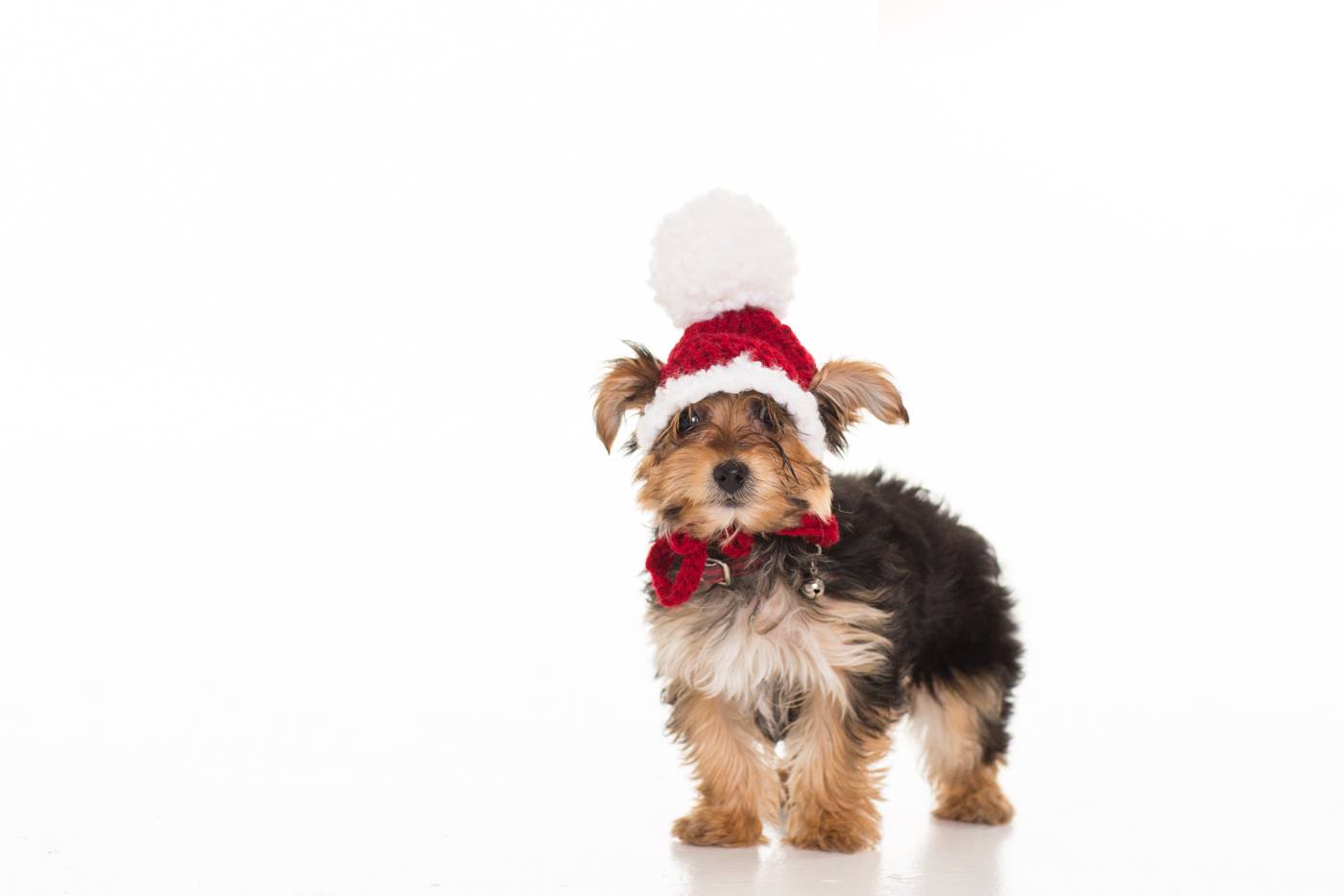 In-Stock Traditional Santa Hat for Toy Dogs